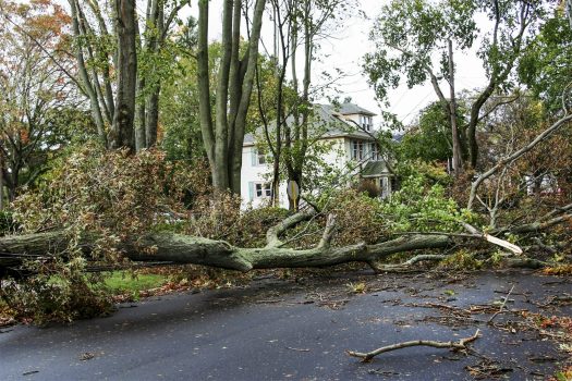 Tree Removal Near Me